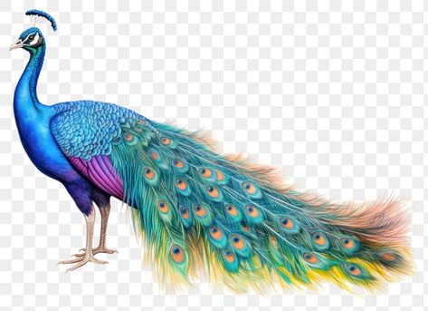 Peacock Hd Images, Peacock Png Hd, Peacock Pictures Image, Picoke Bird Photo, Picoke Bird, Peacock Drawing Images, Peacock Png, Indian Peafowl, Peacock Indian