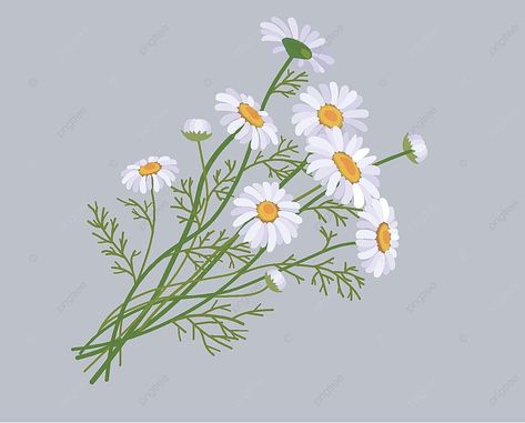 roman chamomile,chrysanthemum,daisy,small daisies,camomile,fall,floret,hand draw,illustration,flowers,a bunch of flowers,sun flower,lifestyle Chamomile Flower Painting, Daisy Bouquet Illustration, Bunch Of Flowers Illustration, Chamomile Plant Drawing, Camomile Flower Drawing, Cute Daisy Drawing, Chamomile Flower Tattoo, Camomile Drawing, Small Flowers Drawing