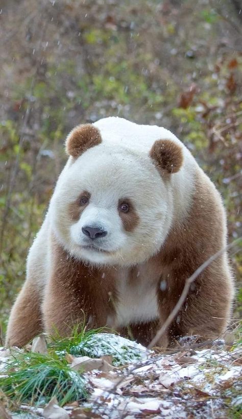 Andean Bear, Panda Bears Wallpaper, Brown Panda, Giant Panda Bear, Cutee Animals, Panda Bears, Panda Funny, Bear Pictures, Paws And Claws