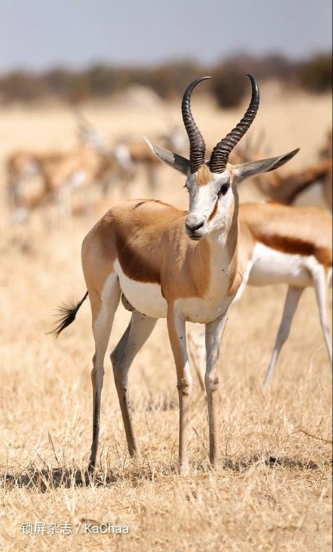 Antelope Animal, African Wildlife Photography, Arabian Oryx, Elephant Shrew, Dik Dik, African Antelope, African Plains, Africa Wildlife, Nat Geo