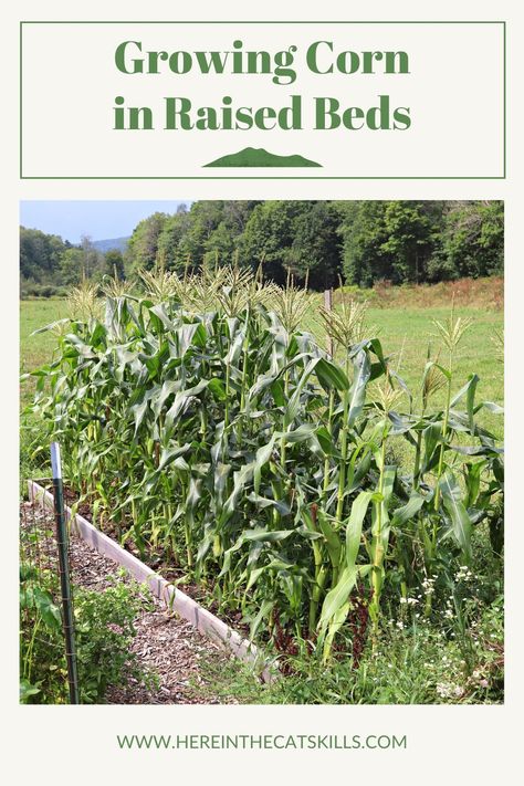 Want to learn how to plant corn in raised beds? Growing corn in raised beds is a fun and easy way to expand your vegetable garden. Raised bed corn benefits from the high-quality soil and root space the beds provide. Planting corn in a raised bed is also easy, since the workspace is higher. This guide is mostly for growing sweet corn in raised beds, but you can try many other varieties of corn in raised garden beds. Find out how to grow corn in raised beds today! How To Plant Corn From Seed, Planting Corn In A Raised Bed, Planting Corn In Garden, Growing Corn From Seed, Growing Pumpkins In Raised Bed, Corn In Raised Garden Bed, Growing Corn In Raised Bed, How To Grow Corn From Seeds, Pumpkin Beds