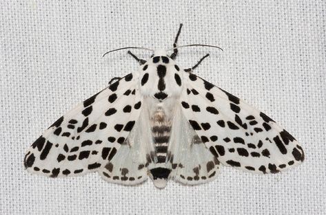 Hypercompe permaculata (also known as Many-spotted Tiger Moth) is a species of inseto with 37 observations Giant Leopard Moth Tattoo, Leopard Moth Tattoo, Tattoo Gift Ideas, Fluffy Moths, Giant Leopard Moth, Leopard Moth, Cute Moth, Tattoo Coloring Book, Party Tattoos