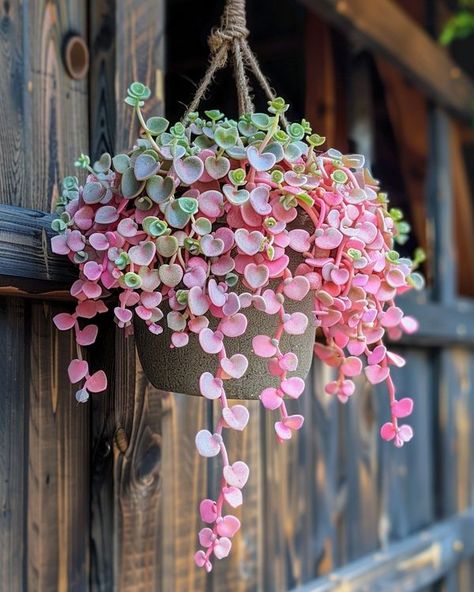 Pink Plants Outdoor, Hanging Succulents Indoor, Inside Plants Decor, Hoya Kerrii, Wandering Jew Plant, Wall Hanging Decorations, Pink Plants, Goth Garden, Porch Flowers