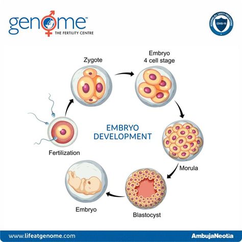 In Vitro Fertilization Process, Embryo Development, Fertilization Process, Human Body Model, Under Microscope, Human Embryo, Fertility Testing, Fertility Doctor, Fertility Awareness