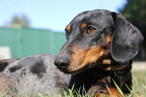 L1M1AP3 - Framing Here I have the sun shining over my shoulder & onto the front of our dog Denozzo. This makes the shadows fall behind him giving a clear shot. Again the rules of thirds have been used & I have brought in the framing so the background doesn't distract us. ISO 100 F5.6 Exp 1/250 Doberman Ear Cropping, Doberman Running, Brown Doberman Uncropped, Doberman Agressive, Rule Of Three, Red And Rust Doberman, Rule Of Thirds, Doberman, Bring It On