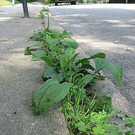 Sidewalk weeds can ruin a beautiful yard if allowed to run loose. Kill Grass, Recipes Chili, Diy Lawn, Garden Weeds, The Holy Bible, Outdoor Paradise, Beautiful Yards, Reading Nooks, Homemade Remedies