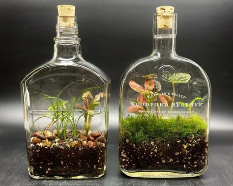 Craft a Whisky Bottle Terrarium Bottle Plants Ideas, Self Sustaining Terrarium, Growing Food Indoors, Bottle Terrarium, Plant In Glass, Whisky Shop, Sweet Woodruff, Plants In Bottles, Plants Uk