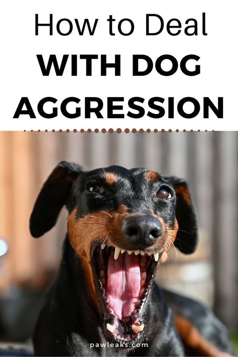 How do you deal with increased dog aggression? An aggressive pet can land you in plenty of legal trouble, especially if he takes out his anger on that annoying neighbor he knows you hate or the mailman that appears as a threat. In this post, you will learn how to handle, manage, and banish your dog’s aggression. #dogs #training #aggression How To Properly Punish Your Dog, Aggressive Dog Training, Dog Aggression Towards People, Puppy Aggression, Dog Aggressive, Aggressive Dogs, Dog Training Aggression, Dog Aggression, Dog Body Language