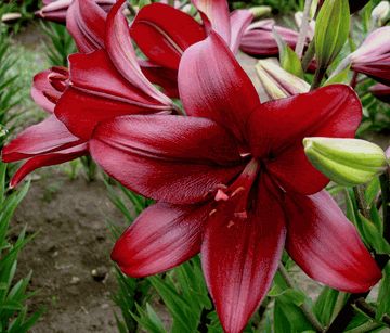 'Red Alert '  - Easter x Asiatic Hybrid Lily Asian Lilies, Asiatic Lily, Lily Garden, Garden Flower Beds, Lily Bulbs, Asiatic Lilies, Wholesale Flowers, Different Plants, Thigh Tattoo