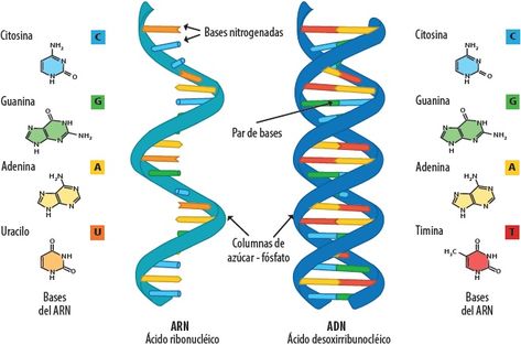 Central Dogma Of Molecular Biology, Central Dogma, Simple Electronic Circuits, Dna Polymerase, Moon Science, Science Valentines, Cell Theory, Cell Parts, Dna Replication