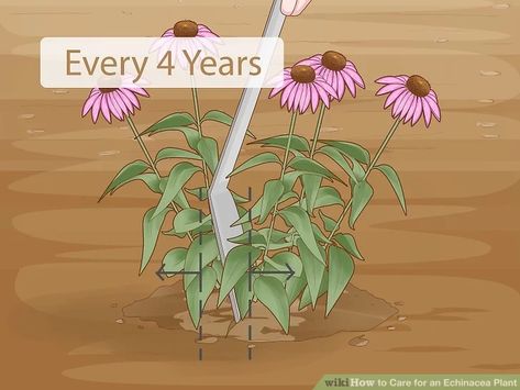 Echinacea Plant, Echinacea Flower, Echinacea Benefits, Leaf Identification, Echinacea Tea, Herbs To Grow, Garden 2023, Herbal Plants, Overwintering