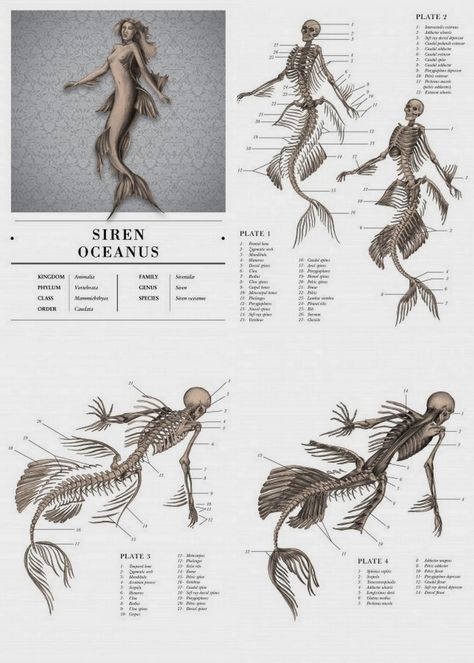 E B Hudspeth: The Resurrectionist (The Codex Extinct Animalia) Anatomy Of A Mermaid, Anatomy Of Mermaid, Fish Fins Reference, Mermaid Tail Anatomy, Fish Tails Drawings, Fish Anatomy Drawing, Underwater Creatures Drawing, Tail Anatomy, Draw Underwater