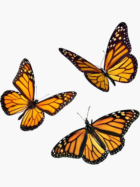 Borboleta Tattoo, Monarch Butterfly Tattoo, Butterfly Monarch, Sticker Butterfly, Wildflower Painting, Butterfly Wallpaper Backgrounds, Butterfly Clip Art, Orange Butterfly, Butterfly Pictures