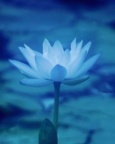 Lotus Blue Flower Lotus Flower Meaning, Vishuddha Chakra, Blue Aesthetics, Water Lilies Painting, Blue Lotus Flower, Water Lilly, Snake Art, Travel Japan, Aesthetic Flowers