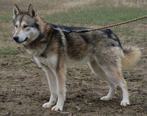 The Tamaskan may look like a wolf, but this breed is all dog. Utonagan Dog, Wolf Hybrid Dogs, Tamaskan Dog, American Indian Dog, Northern Inuit Dog, Pretty Dogs, Alaskan Malamute, Dog Breeder, Wolf Dog