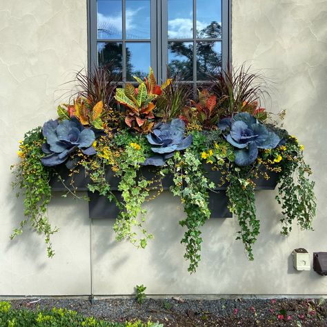 One Window Box, Four Seasons - FineGardening Fall Flower Boxes, Winter Window Boxes, Fall Window Boxes, Window Box Plants, Big Leaf Hydrangea, Fall Windows, Fall Container Gardens, Tattoo Plant, Summer Window