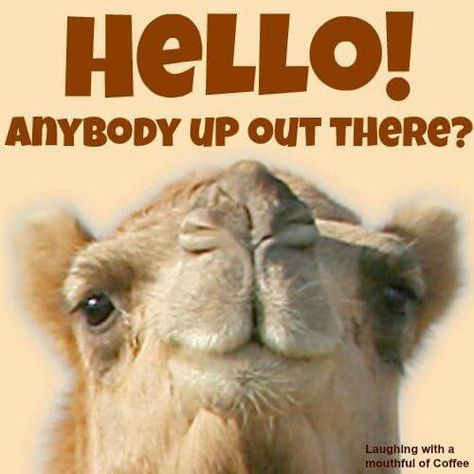 Hello Funny Humor, Hello Pictures, Wednesday Memes, Wednesday Hump Day, Wednesday Morning Quotes, Just To Say Hello, Wednesday Greetings, Hump Day Humor, Hello Memes