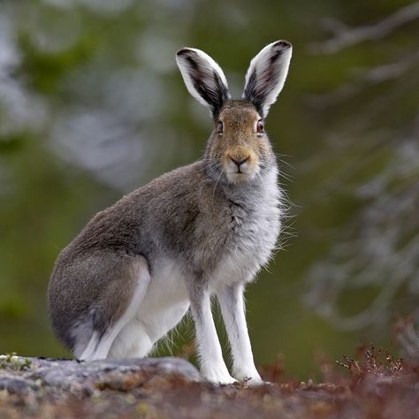 Arctic Hare in Finnish taiga forest. Taiga Forest, Arctic Hare, Forest Habitat, Wild Creatures, Arctic Animals, Photo Edited, Wild Nature, Elle Fanning, Woodland Creatures