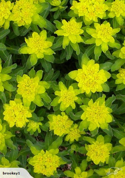 Euphorbia ‘Polychroma’    30-45 cm                                                                                                                              ... Euphorbia Polychroma, Perennial Flowers, Wholesale Flowers, New Caledonia, Flowers Perennials, Drought Tolerant, Pitcairn Islands, Turks And Caicos, Caicos Islands