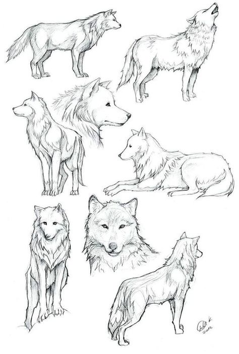 Wolf Colors, Canine Drawing, Animal Illustration Art, Werewolf Art, Canine Art, Wolf Drawing, Eye Tutorial, Anime Wolf, Watercolour Art