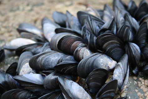 Trebarwith Strand: muscle shells by Zuleika Barker Avatar Water, Art Sources, Heather Knight, Sea Vibes, Molluscs, Eco Life, Mussel Shell, Water Projects, Ocean Design