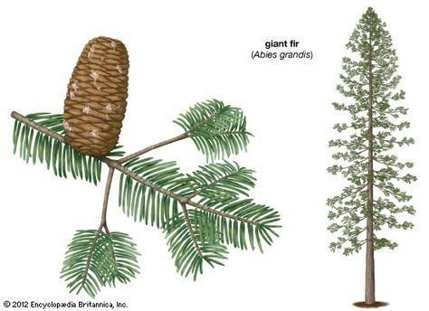 Grand Fir, Planting Plan, Conifer Trees, Colour Schemes, Garden Styles, Botanical Illustration, Perennials, Garden Design, Plant Leaves