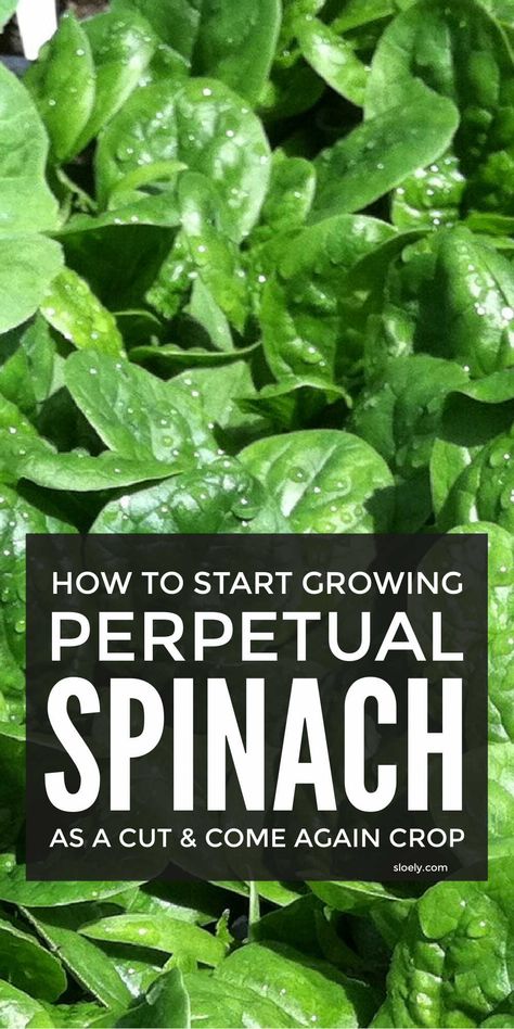 Spinach Growing, How To Grow Spinach, Grow Spinach, Best Companion Plants, Growing Vegetables In Pots, Growing Spinach, Spinach Seeds, Bucket Gardening, Vegetable Garden Diy