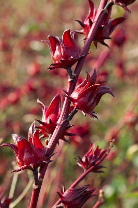 Rosella is a lovely addition to a glass of champagne, but also widely sought after for jam making. Both the leaves and petals of the rosella plant are safe (and delicious!) to eat, however it is the red calyx that is used to make everything from jams to cordials and teas. Here's how to grow and prepare it! Red Sorrel, Jamaican Sorrel, Roselle Hibiscus, Hibiscus Seeds, Country Garden Design, Hibiscus Sabdariffa, Victorian Gardens, Tropical House Plants, Garden Farm