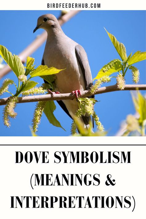 Dove Symbolism Meaning, Morning Dove Meaning, Dove Meaning, Dove Symbolism, Morning Doves, Bird Meaning, Dove Symbol, Brown Dove, Morning Dove