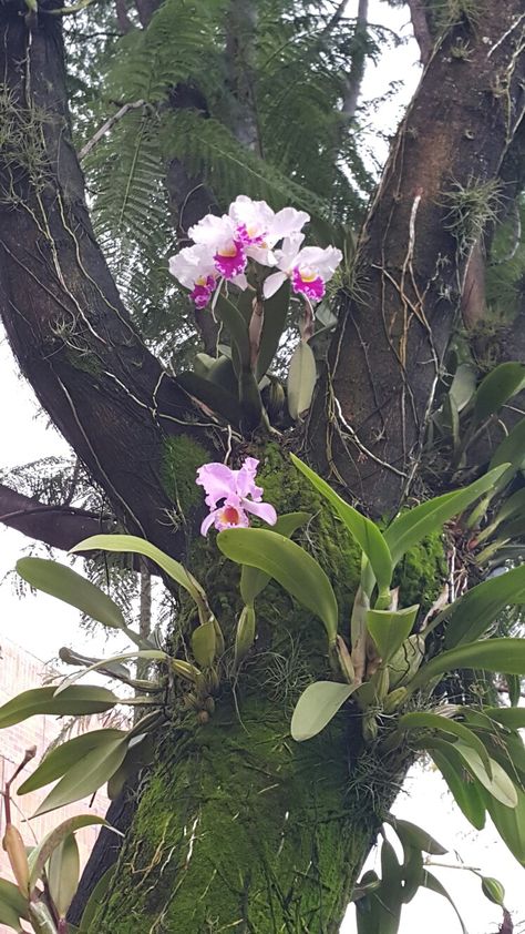 Plants Under Trees, Home Backyard, Home Decor Cozy, Beach Wedding Centerpieces, Tropical Garden Design, Ikebana Flower Arrangement, Orchids Garden, Cozy Home Decor, Give Hope