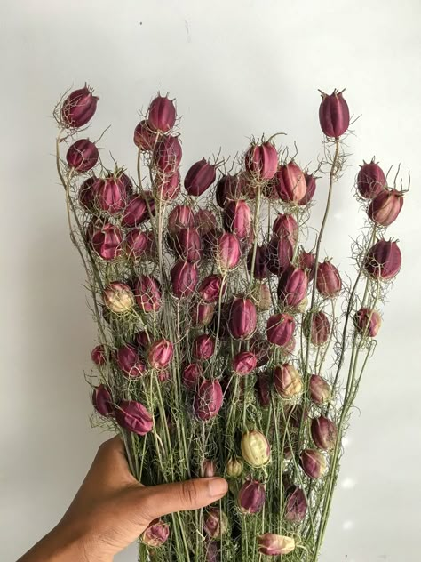 Dried Nigella Seed Pods via Pickles + Palmtrees Nigella Seed Pods, Dried Seed Pods, Flowers For The Garden, Orchard Garden, Long Stem Flowers, Nigella Seeds, Seed Pod, Vintage Flowers Wallpaper, Dried Florals