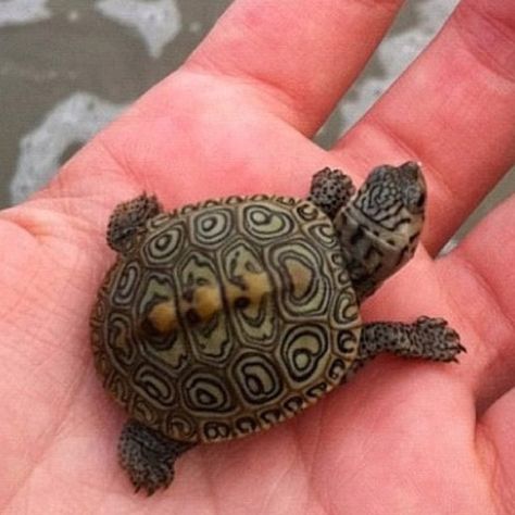 Baby turtle Fauna Marina, Nosara, Tiny Turtle, Turtle Love, Cute Turtles, Baby Turtles, Reptiles And Amphibians, Back To Nature, Cute Creatures