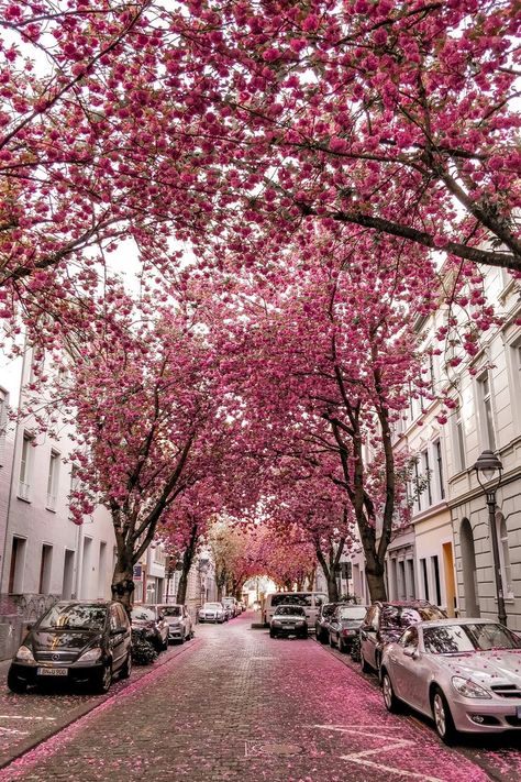 Every spring, Bonn turns into a pink flower heaven. In this blog post, we’re sharing where to find the best cherry blossom spots in Bonn and when it�’s the best time to visit them. #travelblog #visitgermany #visitbonn #bucketlisttravel #europetravel #cherryblossoms #instagrammableplaces Bonn Germany, Cherry Blossom Trees, Airplane Photography, Visit Germany, Scenery Background, Most Beautiful Images, Beautiful Streets, Summer Destinations, Pink Trees