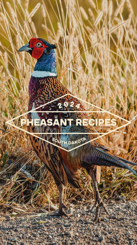 Ready to cook up something wild? Check out these mouthwatering pheasant recipes, perfect for your next feast! Whether you're a seasoned hunter or just love trying new dishes, South Dakota's iconic pheasant is a must. Get inspired and bring a taste of the outdoors to your table! Wild Pheasant Recipes, How To Cook Pheasant, Raising Pheasants, Pheasant Recipe, Pheasant Recipes, Greek Orzo Salad, Ring Necked Pheasant, Chipotle Ranch, Tangy Bbq Sauce