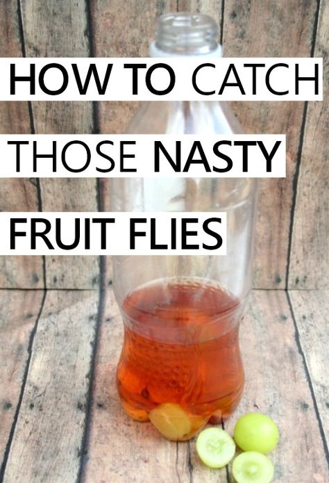 an easy method to catch fruit flies using items you probably already have Catch Fruit Flies, Housekeeping Ideas, Deep Cleaning Checklist, Fruit Flies, Funky Junk, Cleaning Checklist, Cleaning Schedule, Spring Inspiration, Natural Cleaning Products