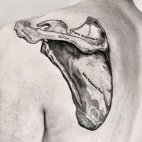 Christian Poiré on Instagram: “Scapula. Supra spinatous fossa/ Infra spinatous fossa. Irónicamente los doctores son mis mejores clientes. . . #tattoo #scapula…” Scapula Tattoos For Women, Anatomical Animal Tattoo, Scapular Tattoo, Scapula Tattoo, Scapula Anatomy, Anatomical Tattoo, Anatomical Tattoos, Ink Ideas, Skull Tattoo