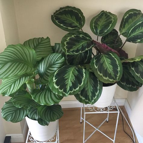 Calathea Orbifolia and Calathea Medallion-Spring 2019 Calathea Decor, Calathea Orbifolia, Plant Goals, Calathea Plant, Plants Are Friends, Inside Plants, Plant Decor Indoor, House Plants Decor, House Plants Indoor