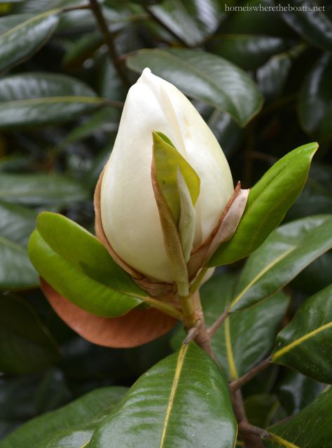 Southern Magnolia | homeiswheretheboatis.net Southern Magnolia Tree, Magnolia Grandiflora, Southern Magnolia, Fragrant Garden, Macro Flower, Magnolia Blossom, Magnolia Trees, Ornamental Trees, Magnolia Flower