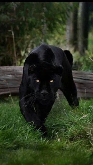 Gorgeous Black Panthers, A Black Cat, Here Kitty Kitty, Leopards, Kitty Kitty, Amazing Animals, Wild Life, Beautiful Animals, Love Animals