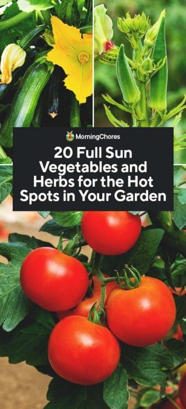 20 Full Sun Vegetables and Herbs for the Hot Spots in Your Garden Vegetables That Grow In Full Sun, Full Sun Vegetables, Homeschool Gardening, Summer Garden Vegetables, Container Gardening Full Sun, Vege Patch, Green Witchery, Farmers Life, Colorado Gardening