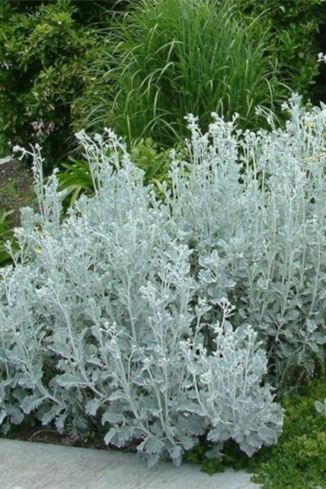 Dusty Miller Plant, Cineraria Maritima, Silver Plants, Deer Resistant Annuals, Perennial Border, Dusty Miller, Moon Garden, Plant Spacing, Bedding Plants