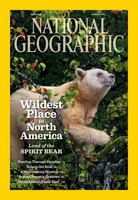 The August 2011 issue of National Geographic features two stories on the Land of the Spirit Bear: The wildest place in America and A Pipeline Through Paradise… National Geographic Cover, Kermode Bear, Spirit Bear, Places In America, National Geographic Magazine, Second Story, Social Networking Sites, The Land, National Geographic