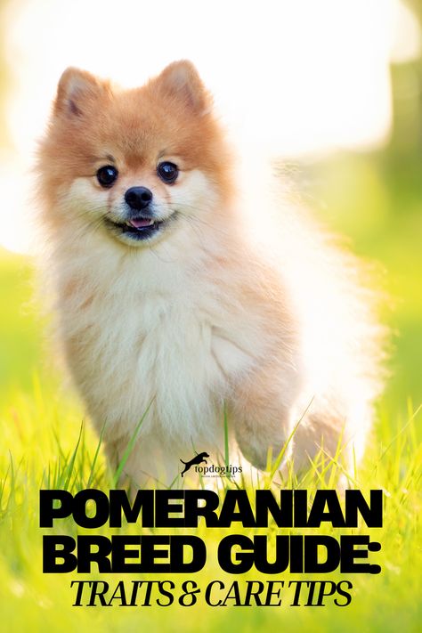 Pomeranian Breed Guide: Traits & Care Tips Pomeranian Breed, Dog Tips, Dog Breeds