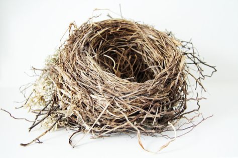 Love Birds Nest, Nest Images, Empty Nest Syndrome, Nest Art, Bird Nests, Egg Nest, Empty Nest, Baby Bird, Bird Nest