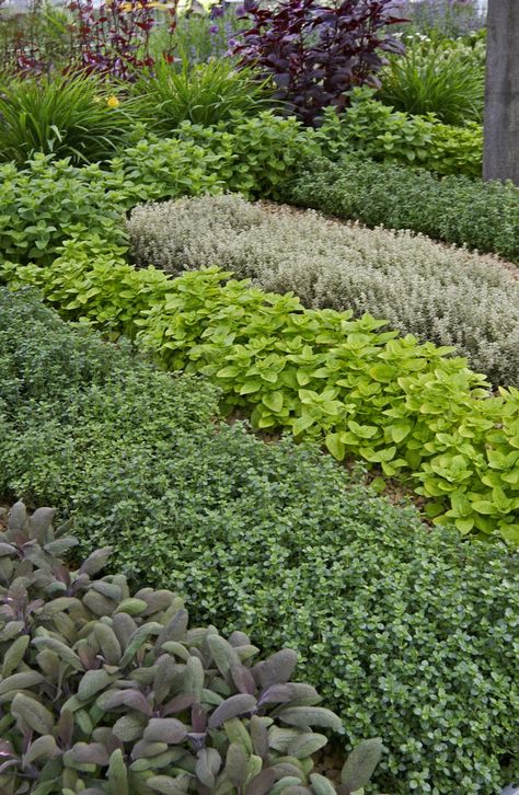 All About Herb Gardening:Herb gardening indoors, herb gardening kitchen, In Ground Herb Garden, Community Herb Garden, Wild Herb Garden, Formal Herb Garden, Herbal Garden Design, Herb Garden Aesthetic, Kitchen Plants Herbs, Large Herb Garden, Resort Landscaping