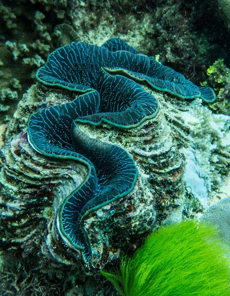 Coral Reef Aesthetic, Great Barrier Reef Coral, Reef Animals, Travel Aesthetic Outfits, Coral Life, Great Barrier Reef Australia, Giant Clam Shell, Barrier Reef Australia, Giant Clam