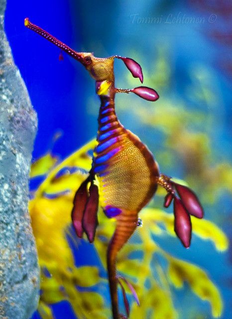 Sea Horse | A really bright sea horse in the Underwater Worl… | Flickr Ocean Mysteries, See Horse, Sentosa Island Singapore, Sea Dragons, Life Under The Sea, Sea Plants, Sea Horses, Aquarium Ideas, Salt Water Fish