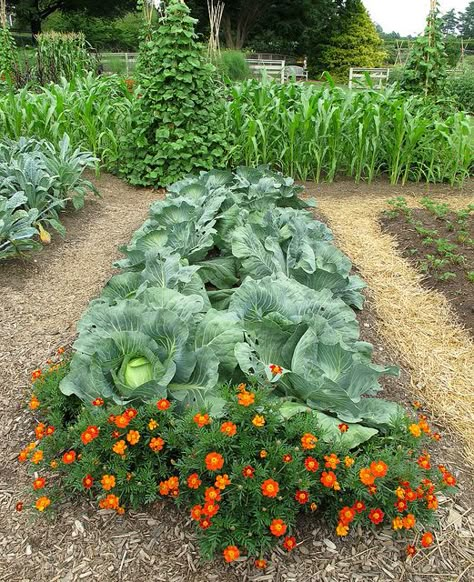 Cabbage Patch, Longwood Gardens, Idea Garden IMG_3476  Photograph by Roy Kelley using a Canon PowerShot G11 Camera.  Roy and Dolores Kelley Photographs Vertical Vegetable Gardens, Potager Garden, Permaculture Gardening, Longwood Gardens, Garden Veggies, Veg Garden, Home Vegetable Garden, Vegetable Garden Design, Canon Powershot