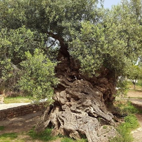 Discover the oldest trees that you can still grow in your garden today - because who doesn’t love a piece of living history? Ancient Olive Tree, Bristlecone Pine Tree, Prunus Serrulata, Ginkgo Tree, Chestnut Trees, Magnolia Trees, Old Tree, Beautiful Trees, Peace Lily