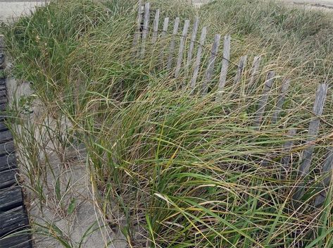 Grass Landscaping, Beach Grass, Grasses Landscaping, Erosion Control, Coastal Gardens, Side Yard, Coastal Design, Green Roof, Planting